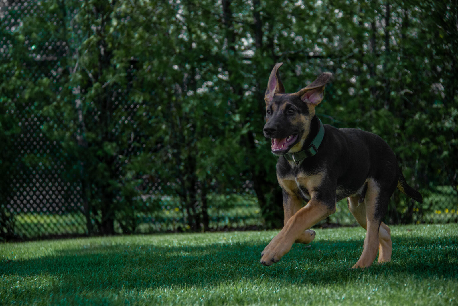 A young shepherd mid-stride in a backyard.