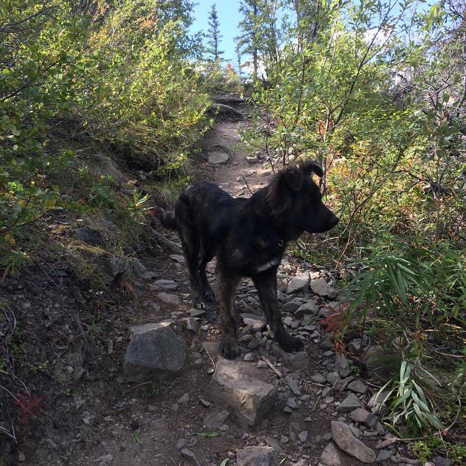 A dog on a forest trail in early autumn.